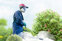 Обработка сада от паразитов - необходимые меры и их регулярность  в Балашихе