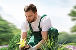 Озеленение и городское благоустройство, создание комфортной среды  в Балашихе