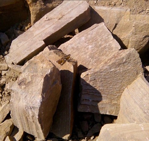 Kamenclub.ru: Песчаник пластушка желтый с рисунком (7-15 см)  купить в Балашихе плитняк - пластушка - бут желтый песчаник 10200 руб/м3   фото КАМЕНЬ КЛУБ