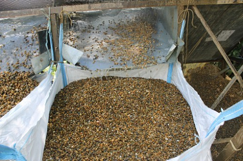 Kamenclub.ru: Галька окат (серо-желтая) фр.10-20 мм. купить  в Балашихе галька серо-желтая, рыжая, серый речная окатанная округлая галька 5000 руб/т   фото КАМЕНЬ КЛУБ