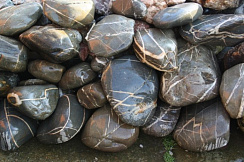 Kamenclub.ru: Валунчик Паутинник фр.100-300 мм  купить в Балашихе крупный природный камень галечник темно-серый с прожилками белый черный речной валунчик 5000 руб/т   фото КАМЕНЬ КЛУБ