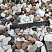 Kamenclub.ru: Мраморная крошка (щебень крошка микс : белый-черный-розовый) фр. 20-40 мм.  купить в Балашихе мрамор белый, черный, розовый декоративная ландшафтная крошка 12000 руб/т   фото КАМЕНЬ КЛУБ