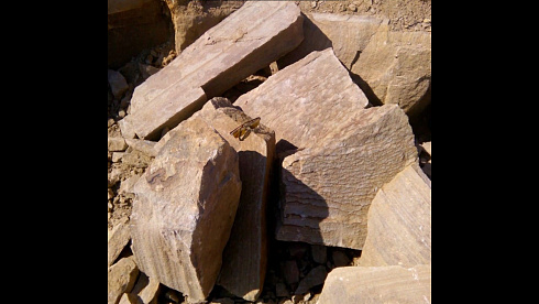 Kamenclub.ru: Песчаник пластушка желтый с рисунком (4-6 см)  купить в Балашихе плитняк пластушка желтый с рисунком песчаник 9 000 руб/м3   фото КАМЕНЬ КЛУБ