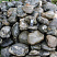 Kamenclub.ru: Валунчик Паутинник фр.100-300 мм  купить в Балашихе крупный природный камень галечник темно-серый с прожилками белый черный речной валунчик 5000 руб/т   фото КАМЕНЬ КЛУБ