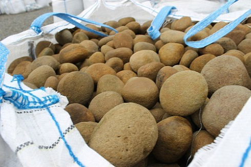 Kamenclub.ru: Песчаник ядра, фр. 100-300 мм  купить в Балашихе песчаник бежевый серый рыжий речная галька 5 000 руб/т   фото КАМЕНЬ КЛУБ