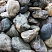 Kamenclub.ru: Речной валун Кабанчик фр.300-500 мм.  купить в Балашихе крупный природный камень галька серый, темно-серый речной валун галечник масштабный 7000 руб/т   фото КАМЕНЬ КЛУБ