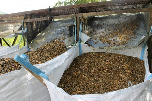 Kamenclub.ru: Галька окат (серо-желтая) фр.10-20 мм. купить  в Балашихе галька серо-желтая, рыжая, серый речная окатанная округлая галька 5000 руб/т   фото КАМЕНЬ КЛУБ