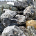Kamenclub.ru: Черный гранит - кварцит фр. 100-500 мм.  купить в Балашихе мрамор гранит черный с белыми прожилками, серый, белый валун скальный колотый 7000 руб/т   фото КАМЕНЬ КЛУБ