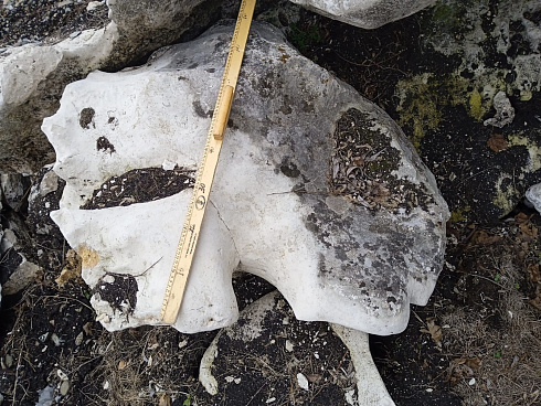 Kamenclub.ru: Выветренный известняк (степной) фр. 500-1500 мм.  купить в Балашихе    10000 руб/т   фото КАМЕНЬ КЛУБ