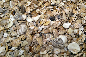 Морская ракушка фр. 5-20 мм  купить в Балашихе фото Камень Клуб